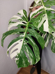 Monstera Variegata Adult