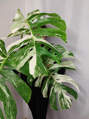 Monstera Variegata Adult