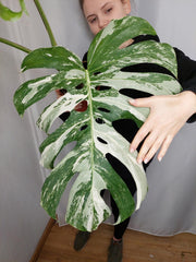 Monstera Variegata Adult