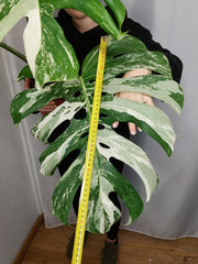 Monstera Variegata Adult