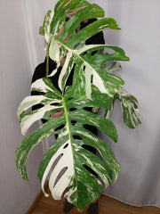 Monstera Variegata Adult