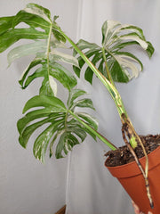 Monstera Variegata Adult