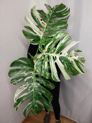Monstera Variegata Adult