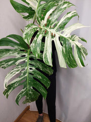 Monstera Variegata Adult