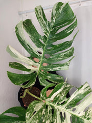 Monstera Variegata Adult