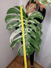 Monstera Variegata Adult