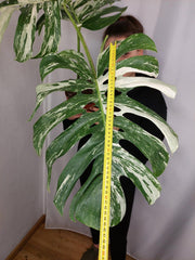 Monstera Variegata Adult
