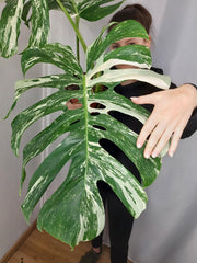 Monstera Variegata Adult