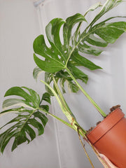Monstera Variegata Adult