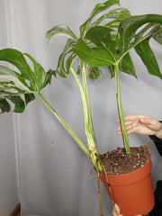 Monstera Variegata Adult