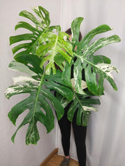 Monstera Variegata Adult
