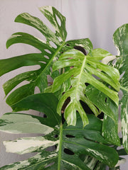 Monstera Variegata Adult
