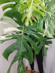 Monstera Variegata Adult