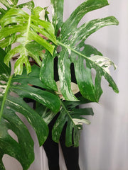 Monstera Variegata Adult