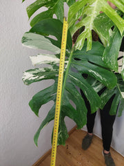 Monstera Variegata Adult