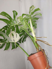 Monstera Variegata Adult