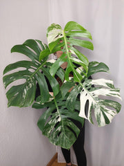 Monstera Variegata Adult