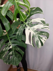 Monstera Variegata Adult