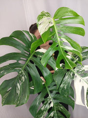 Monstera Variegata Adult
