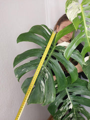 Monstera Variegata Adult