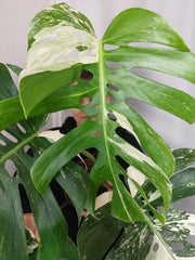 Monstera Variegata Adult