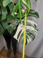 Monstera Variegata Adult