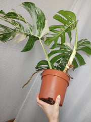 Monstera Variegata Adult