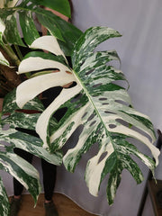 Monstera Variegata buschig