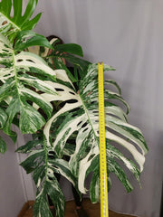Monstera Variegata buschig