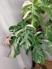 Monstera Variegata buschig