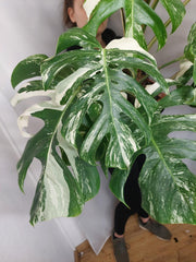 Monstera Variegata buschig