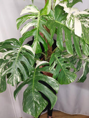 Monstera Variegata buschig