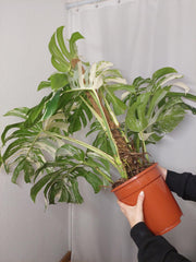 Monstera Variegata buschig