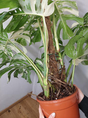 Monstera Variegata buschig