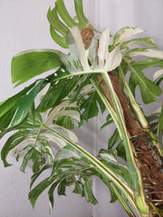 Monstera Variegata buschig