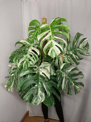 Monstera Variegata buschig