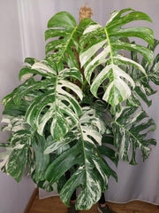 Monstera Variegata buschig