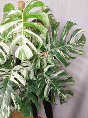 Monstera Variegata buschig