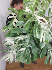 Monstera Variegata buschig