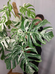 Monstera Variegata buschig