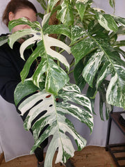 Monstera Variegata buschig