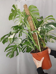 Monstera Variegata buschig