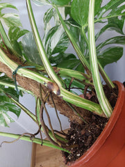 Monstera Variegata buschig