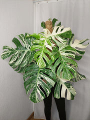 Monstera Variegata buschig