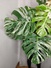 Monstera Variegata buschig