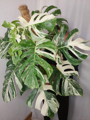 Monstera Variegata buschig