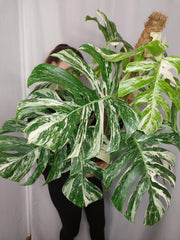 Monstera Variegata buschig