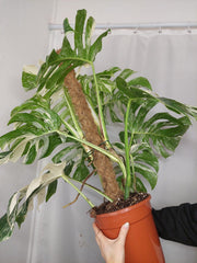 Monstera Variegata buschig