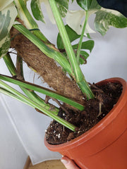 Monstera Variegata buschig