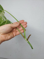 Monstera Variegata Steckling (zum aussuchen)